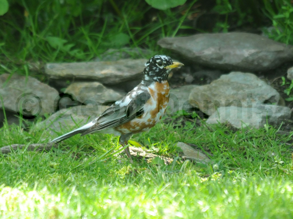 AMRO-AK_American-Robin