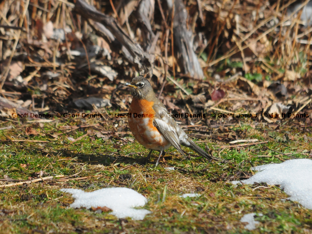 AMRO-AL_American-Robin