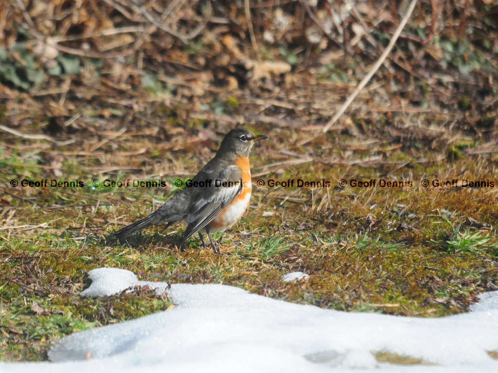 AMRO-AM_American-Robin
