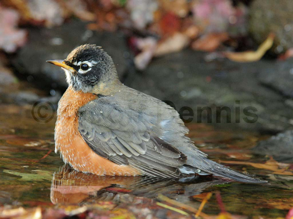 AMRO-AN_American-Robin