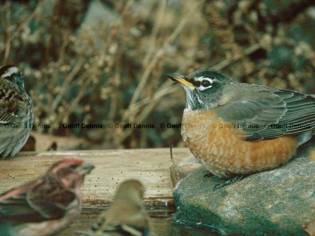 AMRO-AO_American-Robin