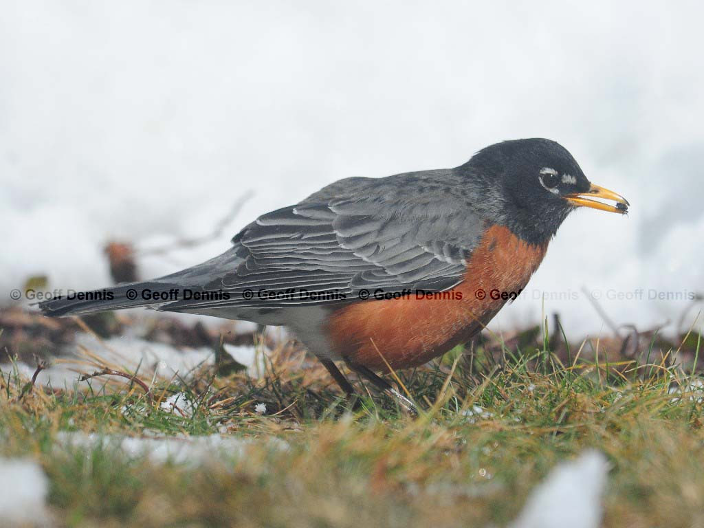 AMRO-AP_American-Robin