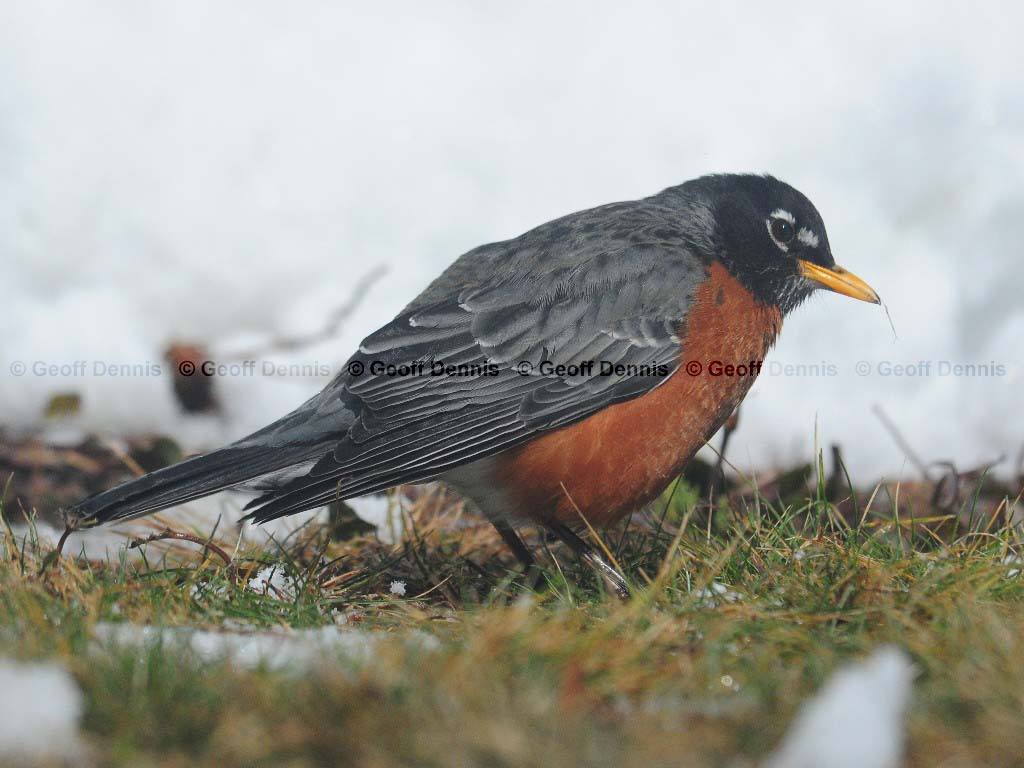 AMRO-AQ_American-Robin
