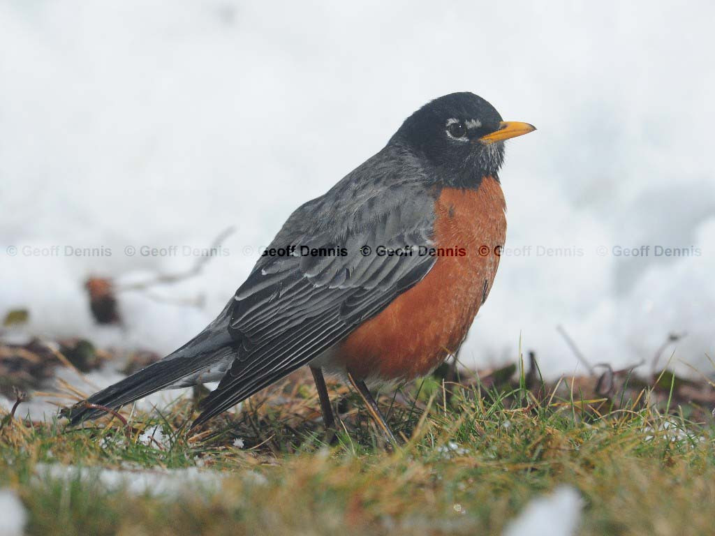 AMRO-AR_American-Robin
