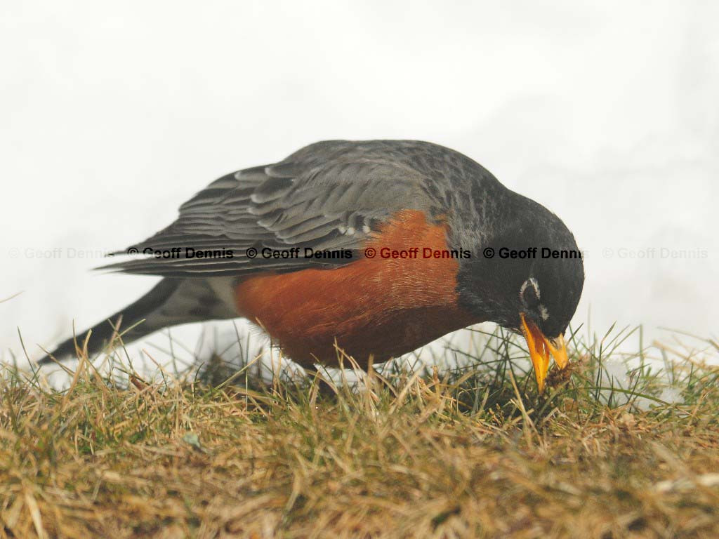 AMRO-AS_American-Robin