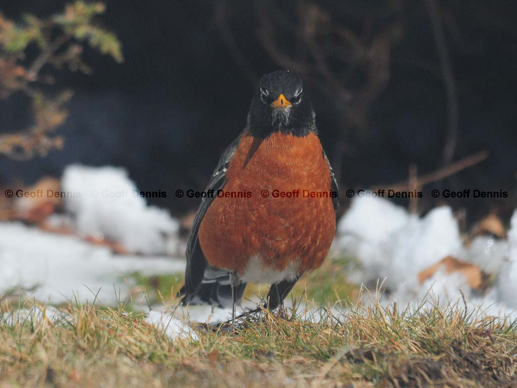 AMRO-AT_American-Robin