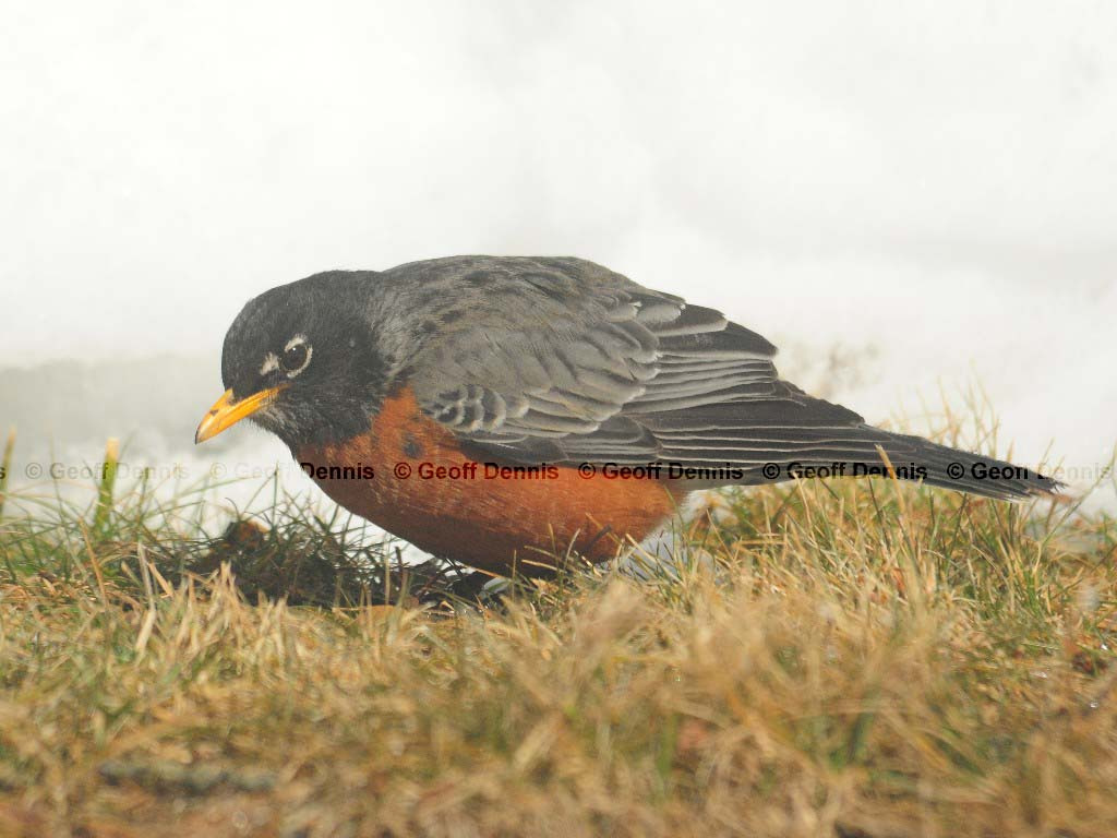 AMRO-AU_American-Robin