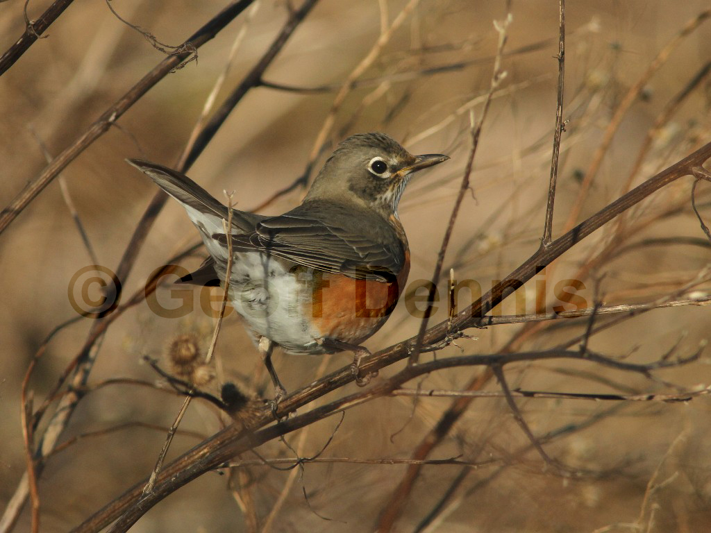AMRO-AV_American-Robin