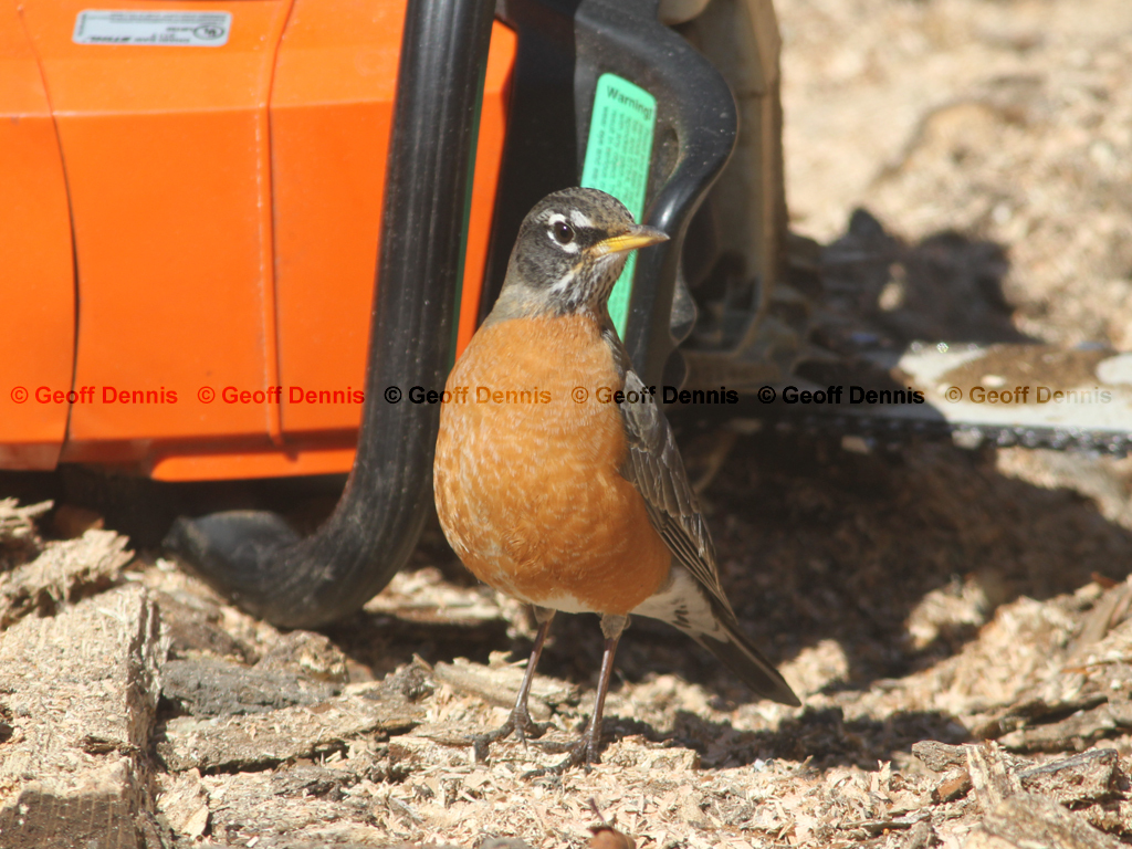 AMRO-AW_American-Robin