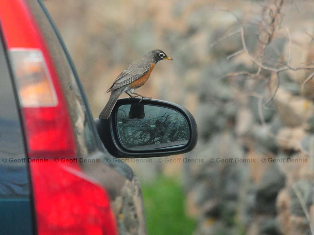 AMRO-AX_American-Robin