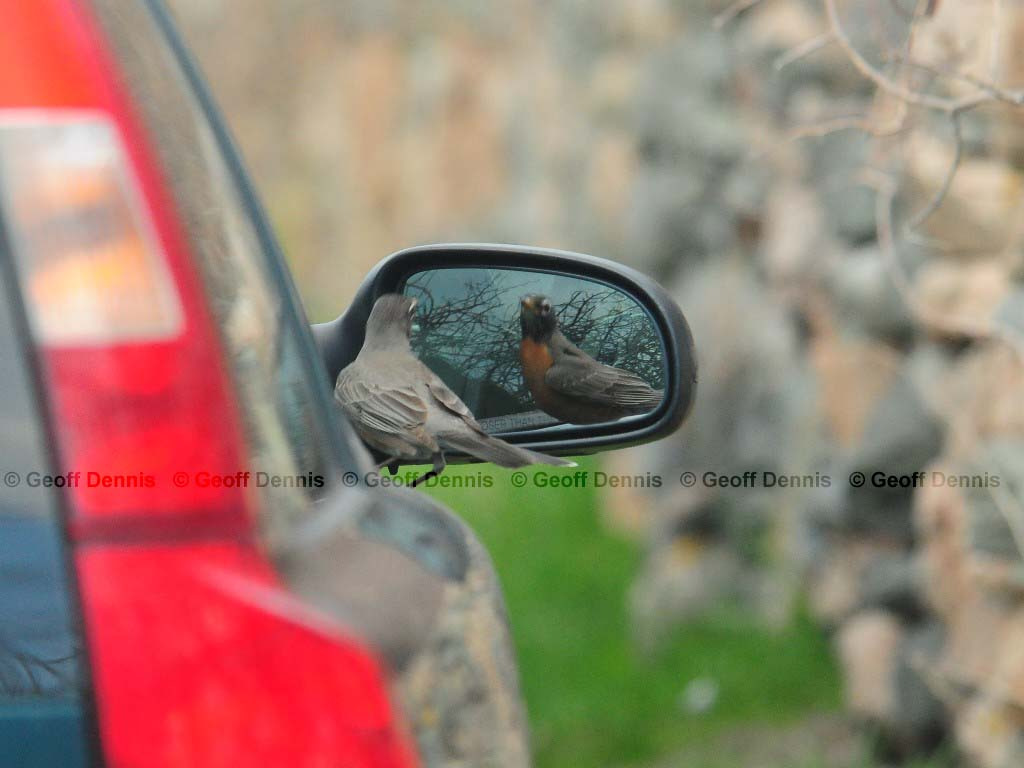 AMRO-AY_American-Robin
