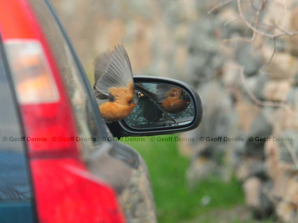 AMRO-AZ_American-Robin