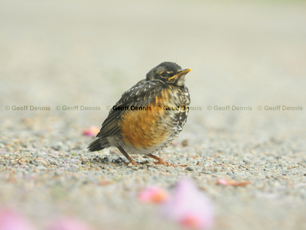 AMRO-BA_American-Robin
