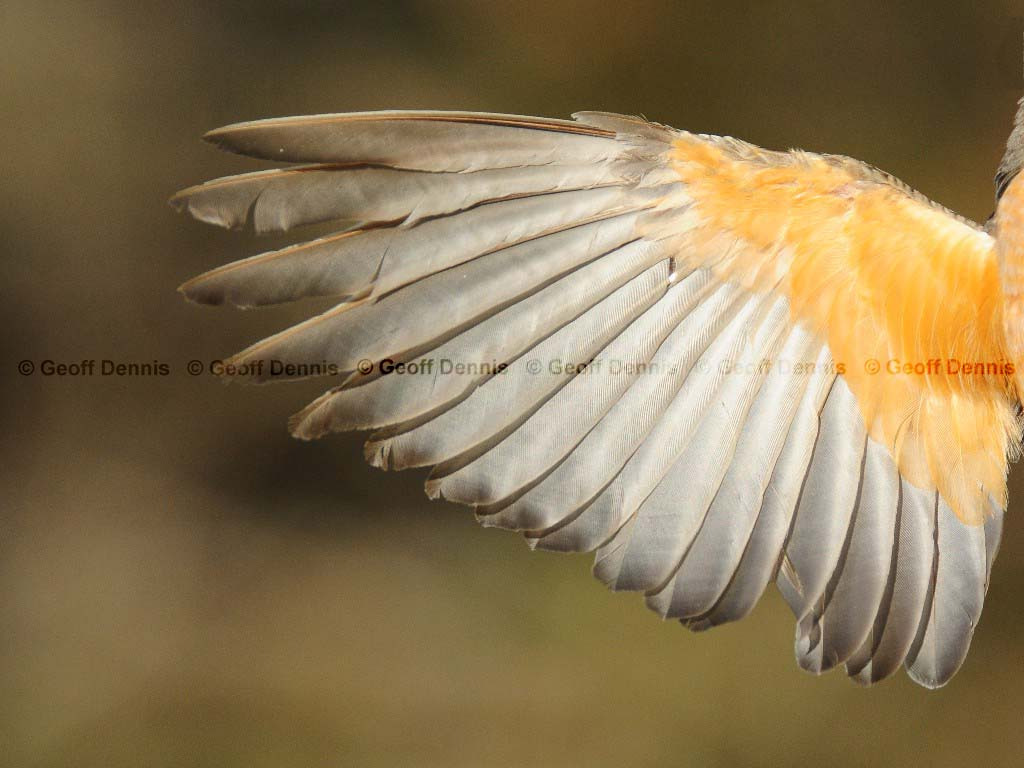 AMRO-BD_American-Robin
