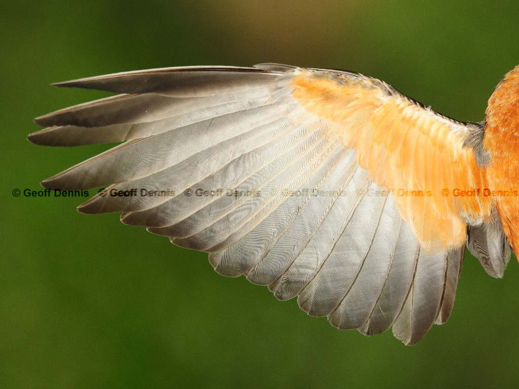 AMRO-BE_American-Robin