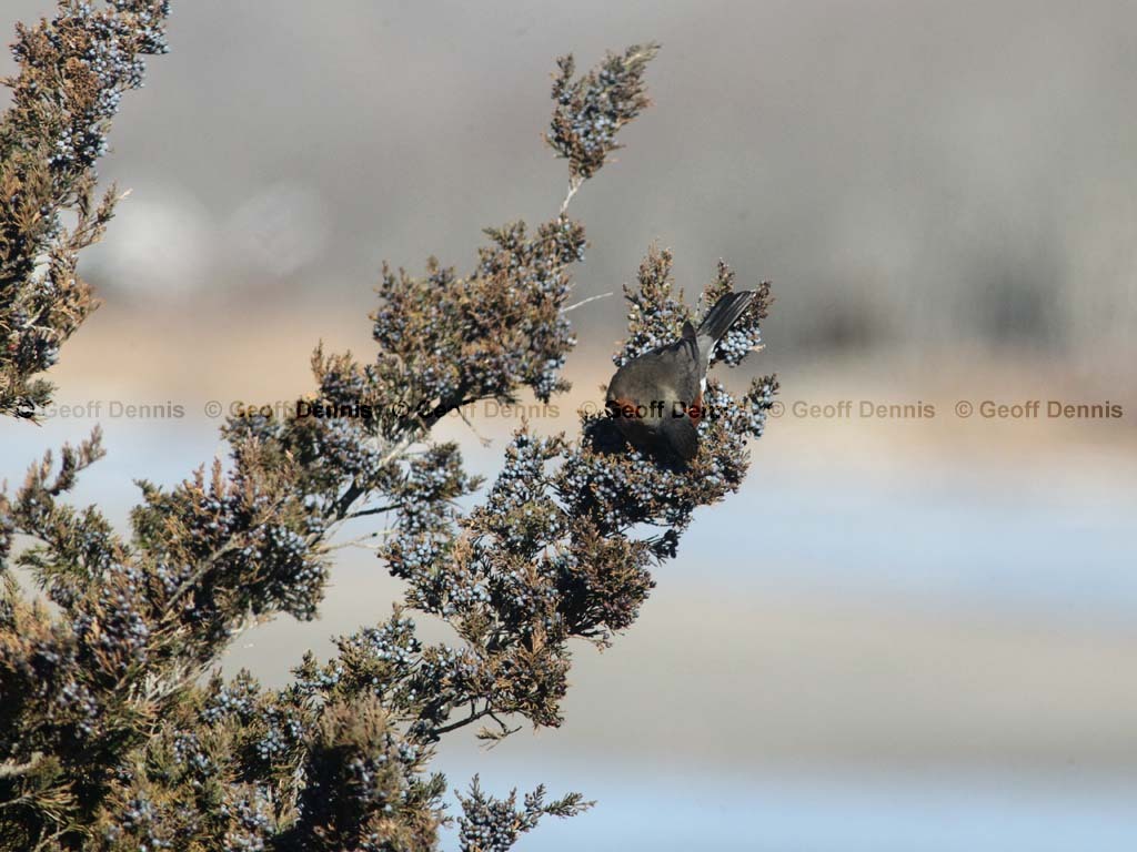 AMRO-BG_American-Robin