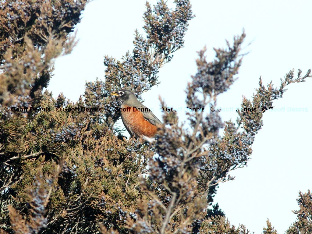 AMRO-BH_American-Robin