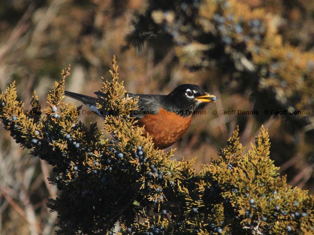 AMRO-BI_American-Robin