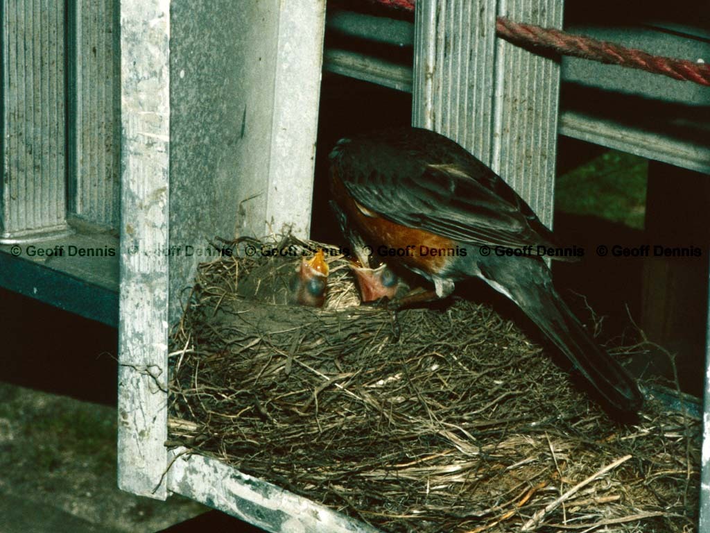 AMRO-BK_American_Robin