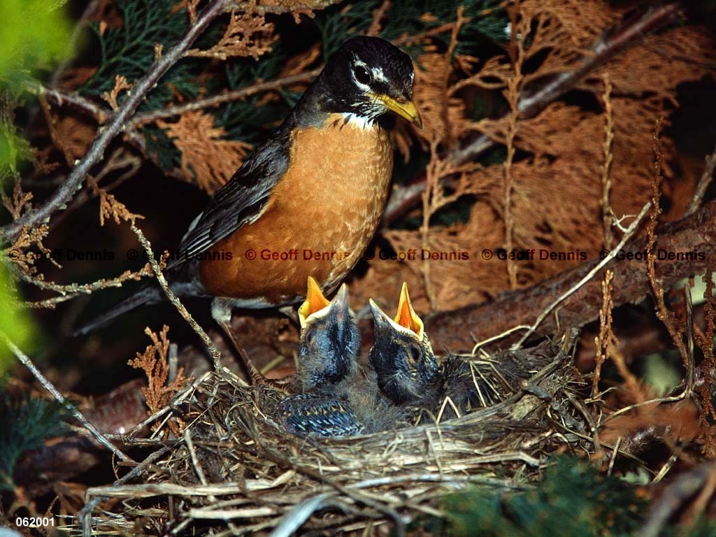 AMRO-BM_American-Robin