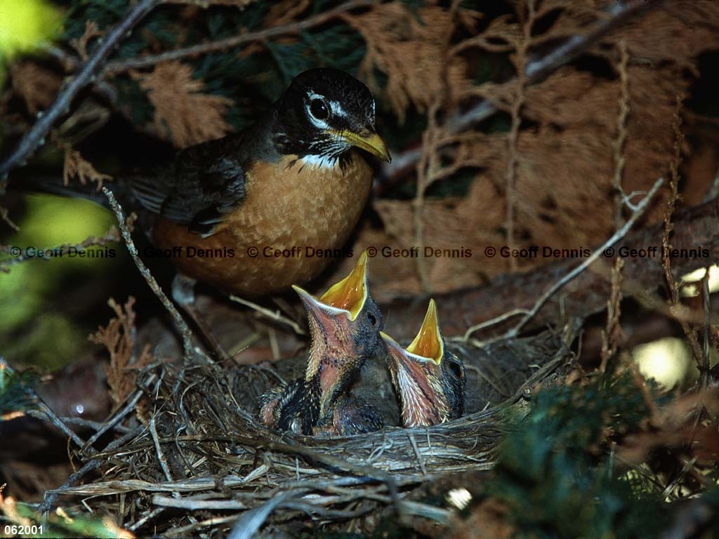 AMRO-BN_American-Robin