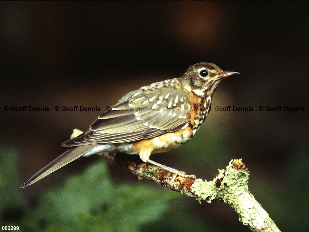 AMRO-BO_American-Robin