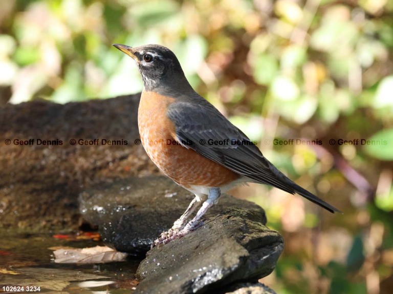 AMRO-BP_American-Robin