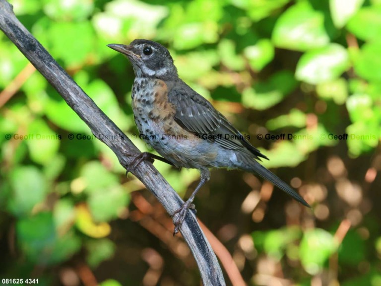 AMRO-BT_American-Robin