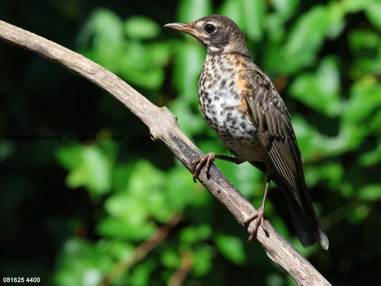 AMRO-BU_American-Robin