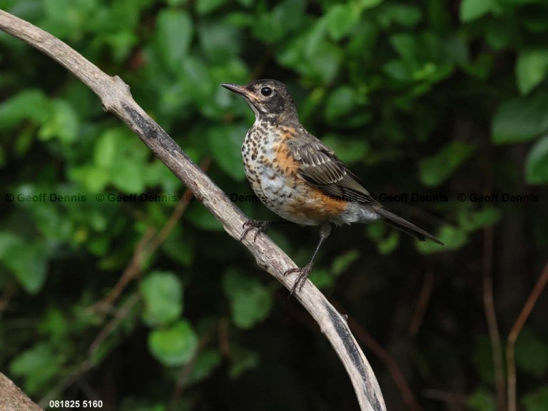 AMRO-BV_American-Robin