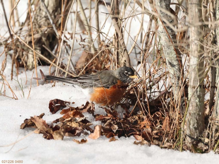 AMRO-BW_American-Robin