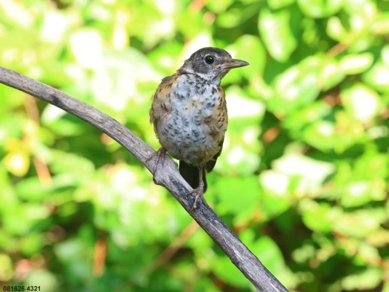 AMRO-BX_American-Robin