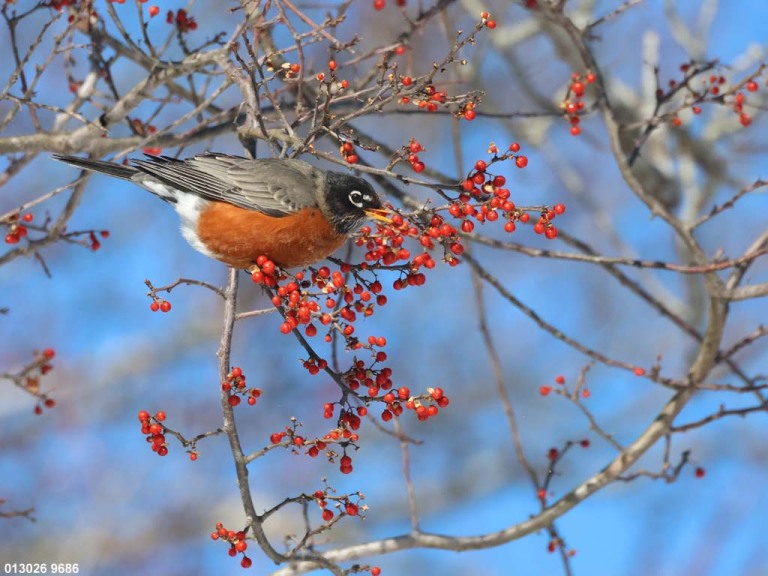 AMRO-BY_American-Robin