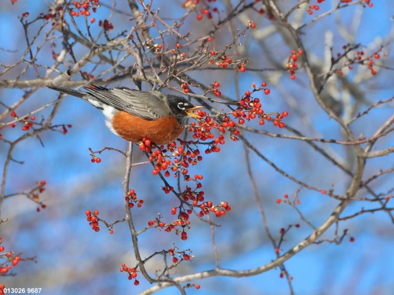 AMRO-BZ_American-Robin