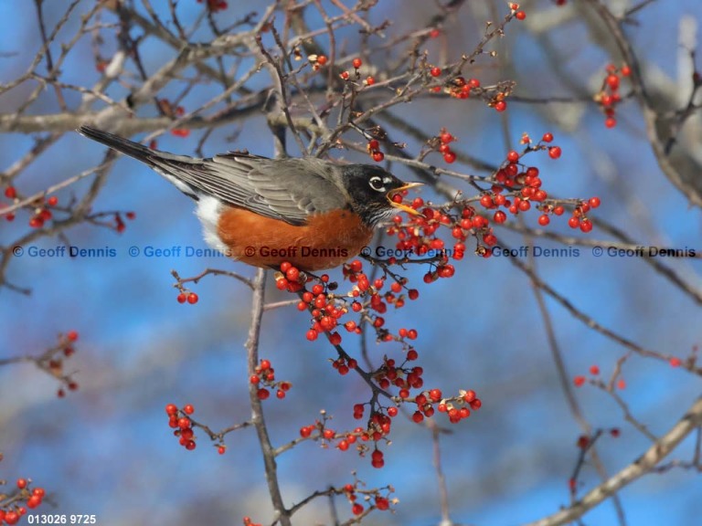 AMRO-CB_American-Robin
