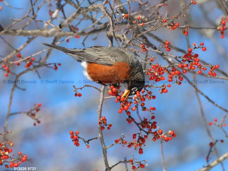 AMRO-CC_American-Robin