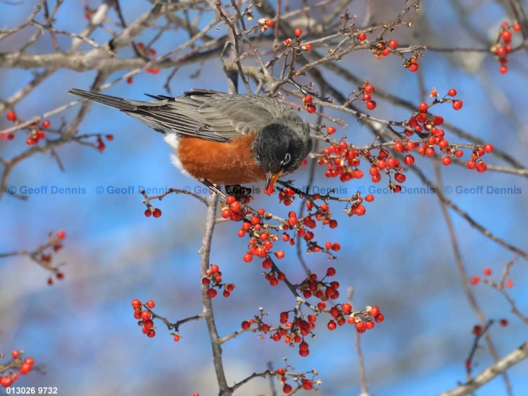 AMRO-CD_American-Robin