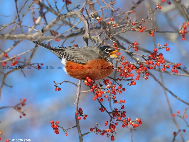 AMRO-CE_American-Robin