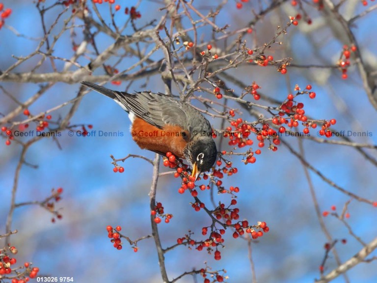 AMRO-CF_American-Robin
