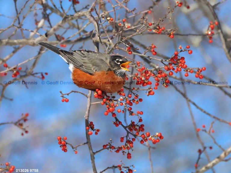 AMRO-CG_American-Robin