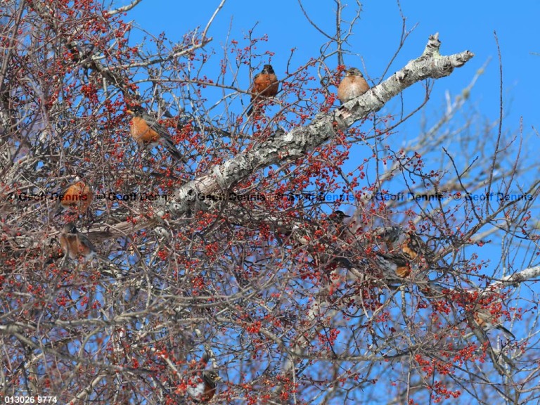 AMRO-CH_American-Robin