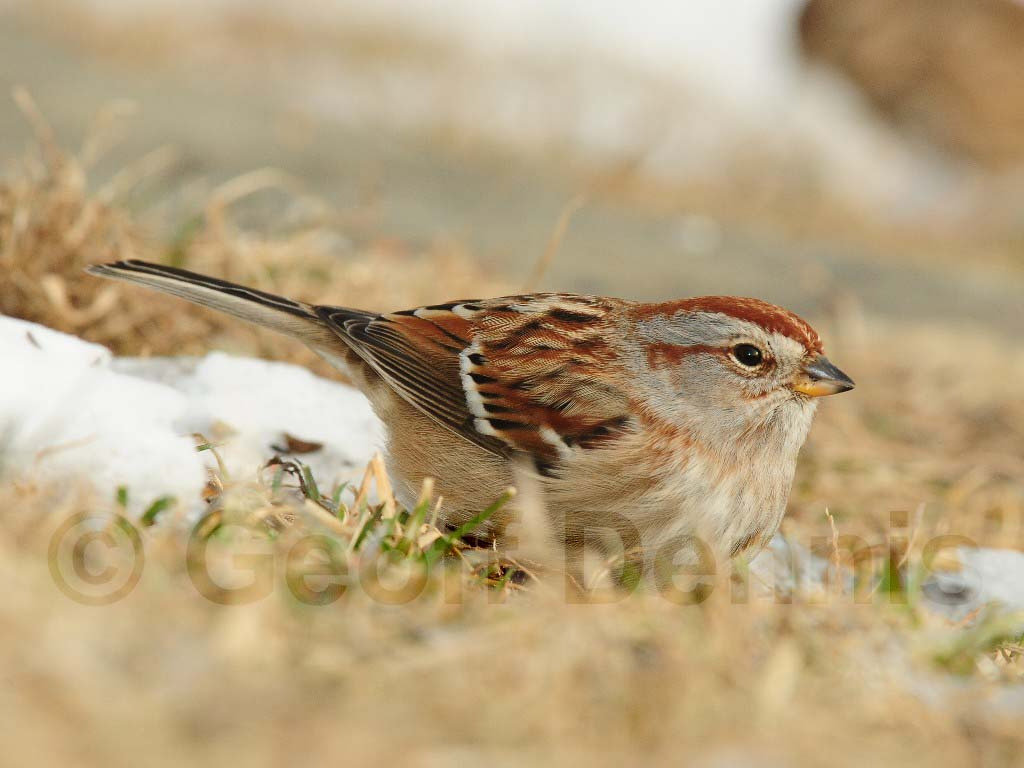 ATSP-AA_American-Tree-Sparrow
