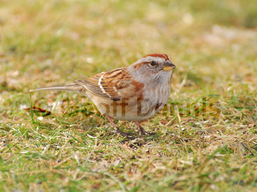 ATSP-AB_American-Tree-Sparrow