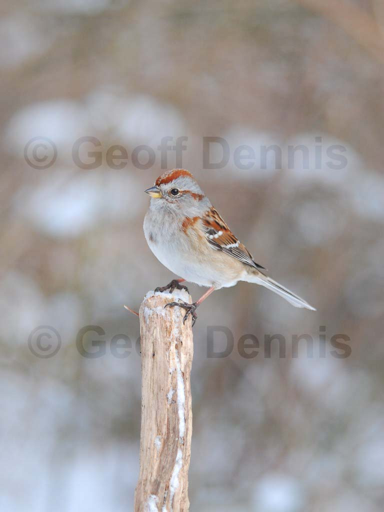 ATSP-AC_American-Tree-Sparrow
