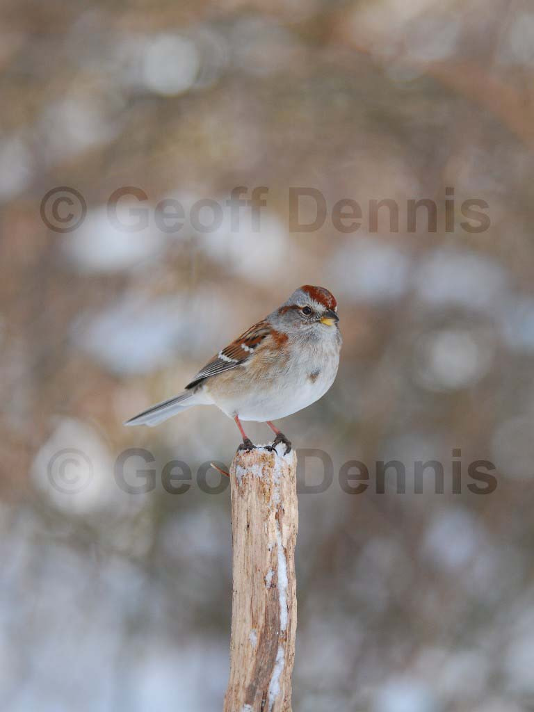 ATSP-AD_American-Tree-Sparrow