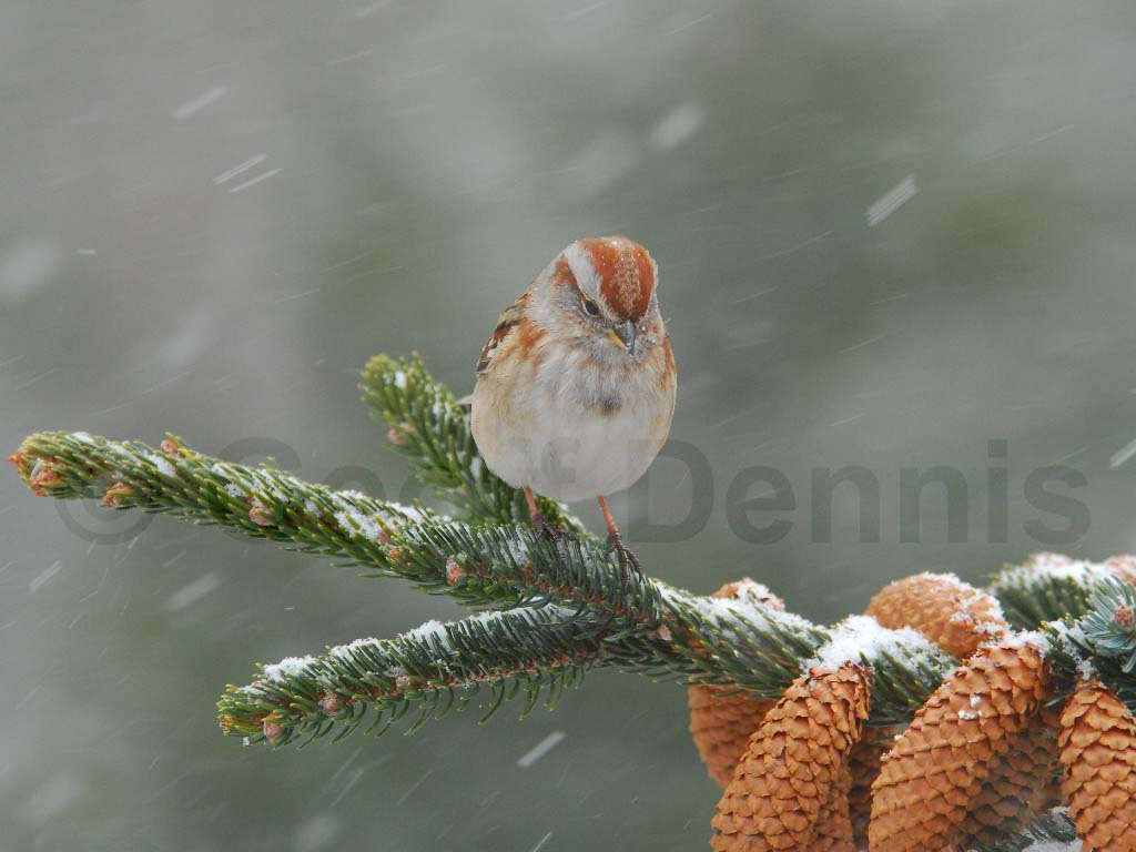 ATSP-AE_American-Tree-Sparrow