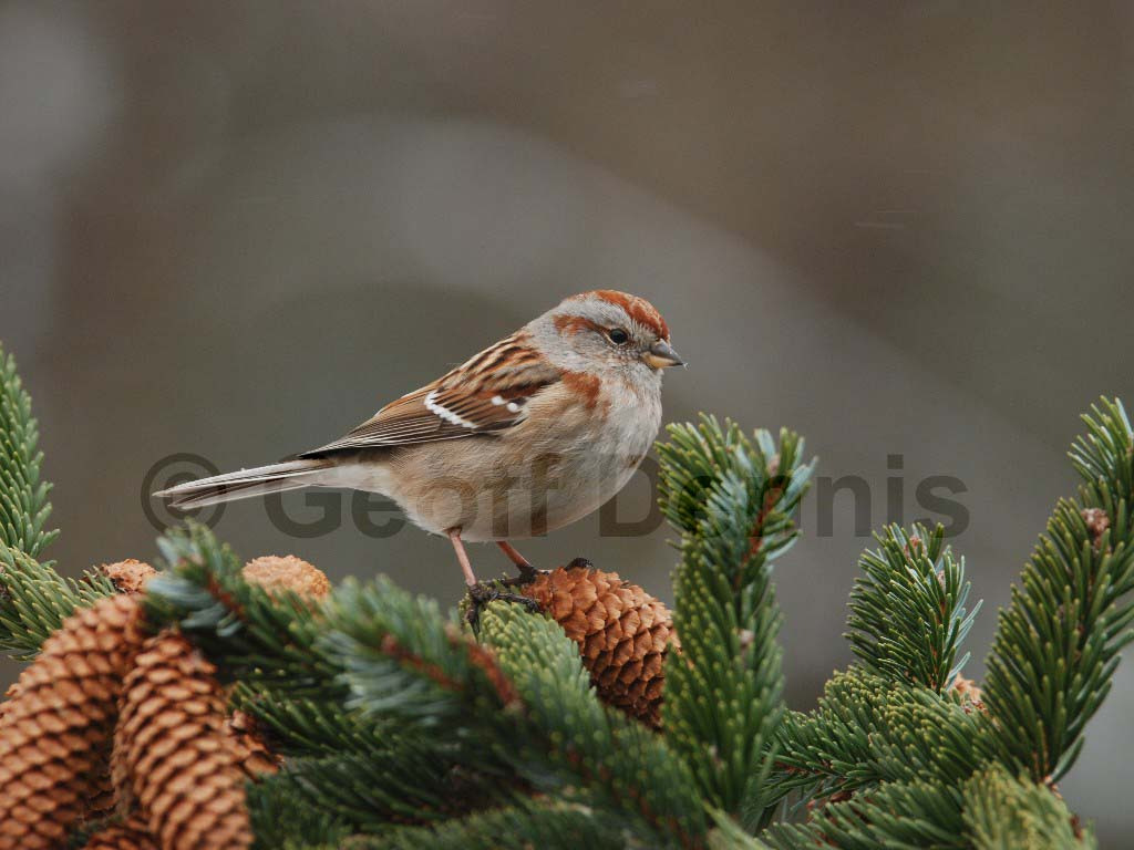 ATSP-AF_American-Tree-Sparrow
