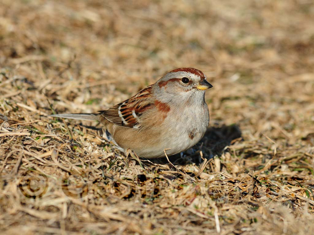 ATSP-AG_American-Tree-Sparrow
