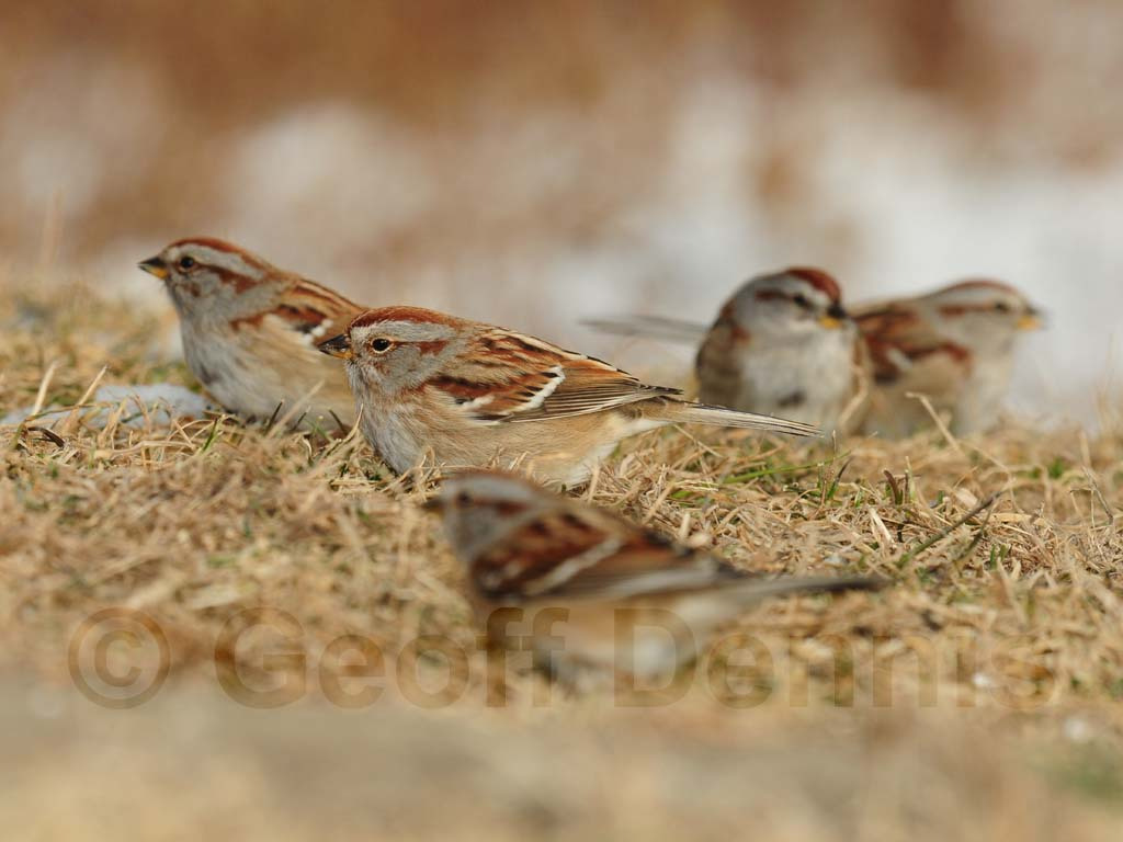 ATSP-AH_American-Tree-Sparrow