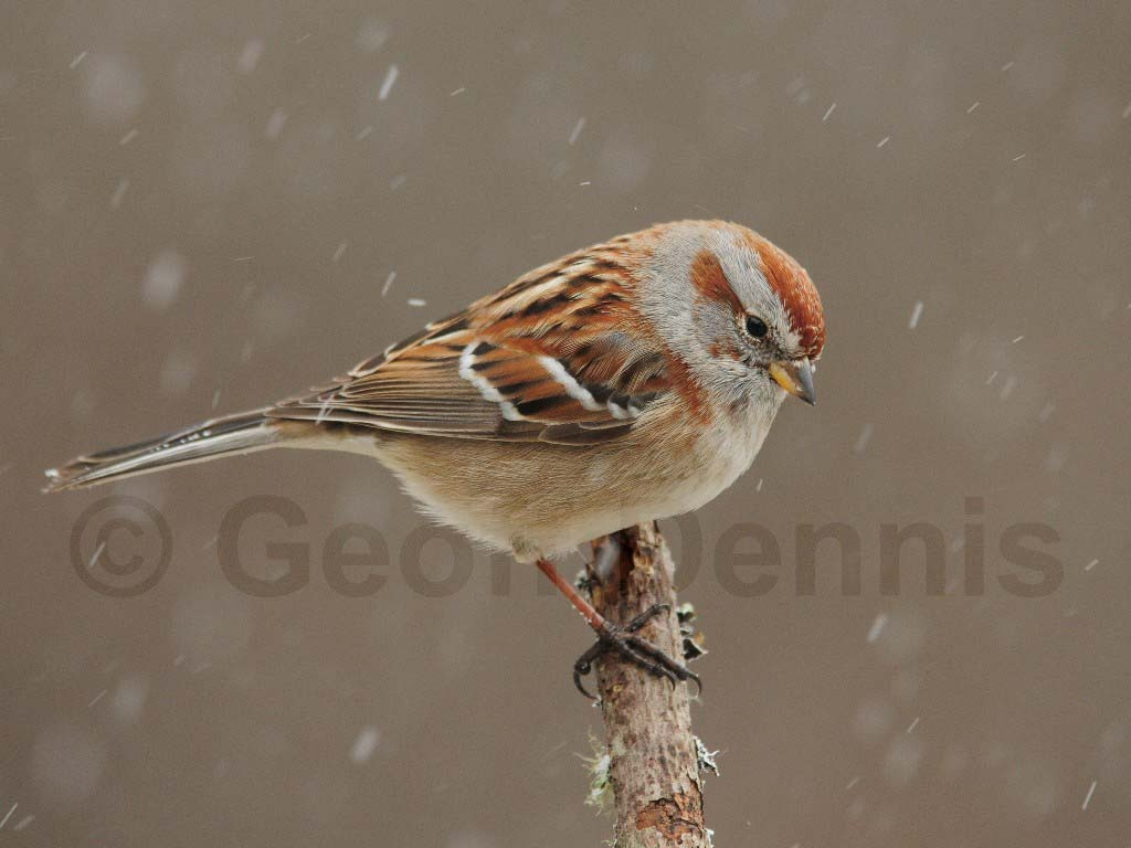 ATSP-AI_American-Tree-Sparrow